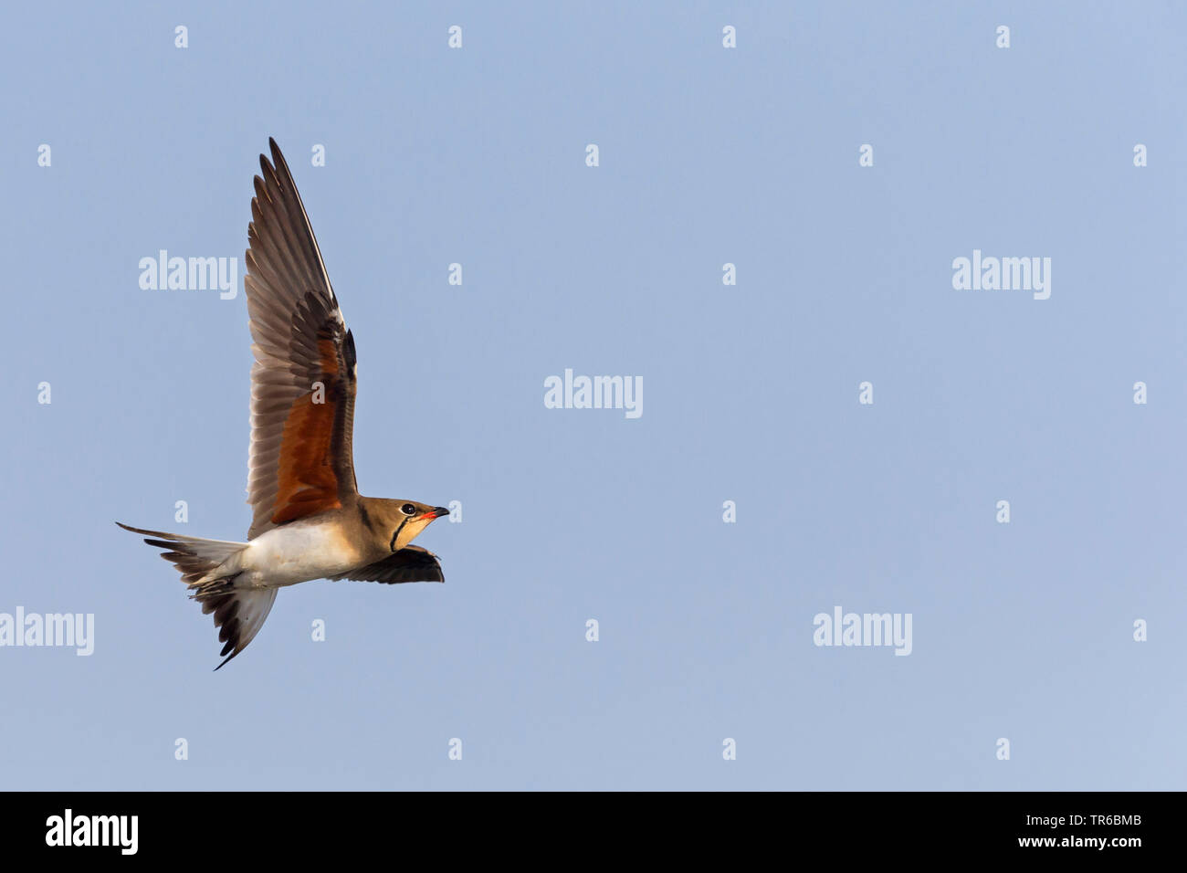 Collared canastera (Glareola pratincola), volando, Israel Foto de stock