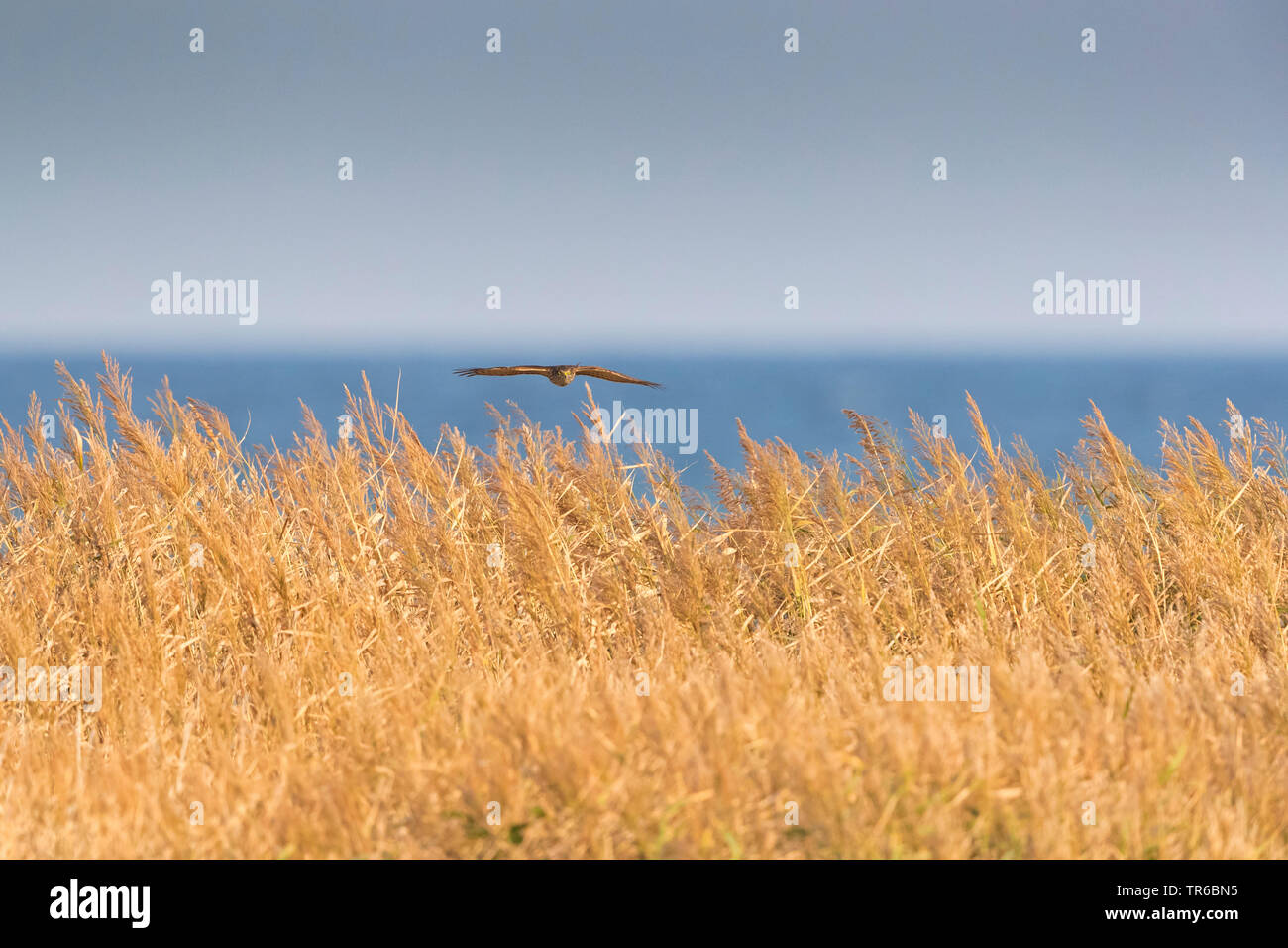 Norte de Gavilán (Accipiter nisus), volando, Suecia, Falsterbo Foto de stock