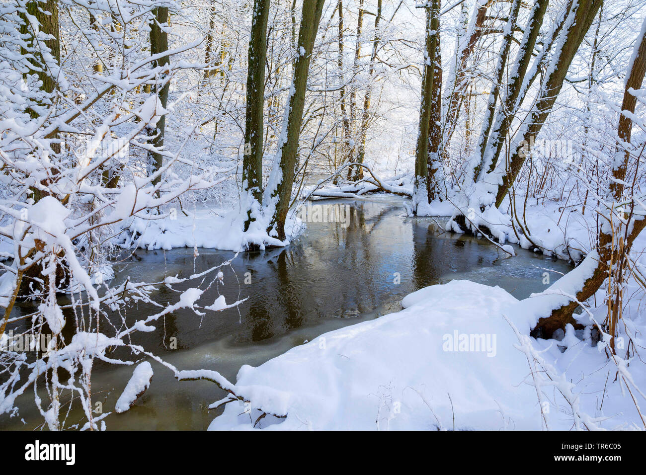Creek en invierno, Alemania, Schleswig-Holstein Foto de stock