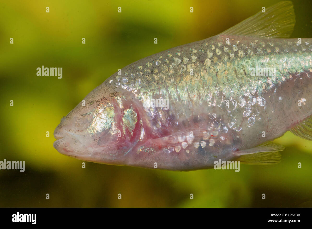 Cueva ciega, ciega cavefish tetra (Anoptichthys jordani, Astyanax fasciatus mexicanus), retrato de longitud media, vista lateral Foto de stock