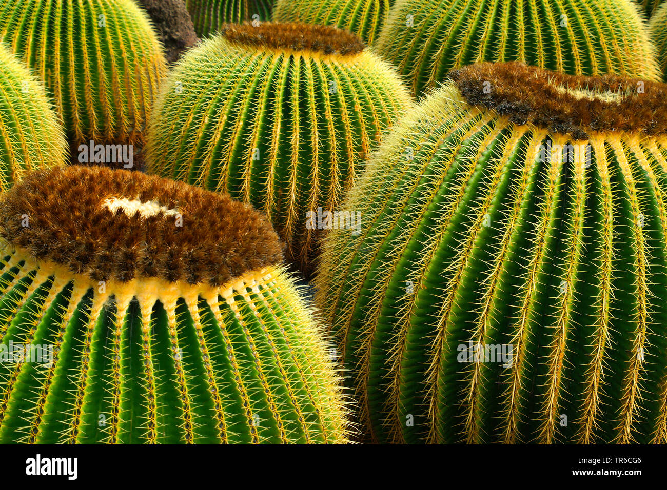 Barril (Cactus Echinocactus grusonii), en un jardín de cactus, España Foto de stock