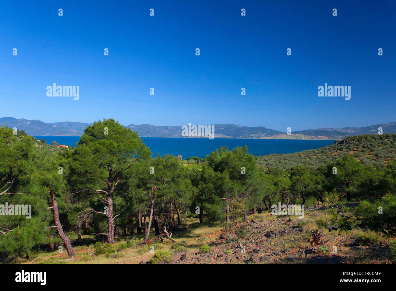Bosque de pinos en la costa oriental de la Bahía de Kalloni, Grecia, Lesbos, Mytilini Foto de stock