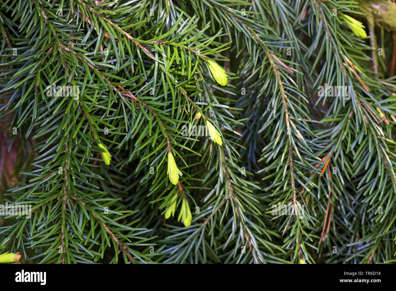 El serbio abeto rojo (Picea omorika), la aguja se dispara Foto de stock