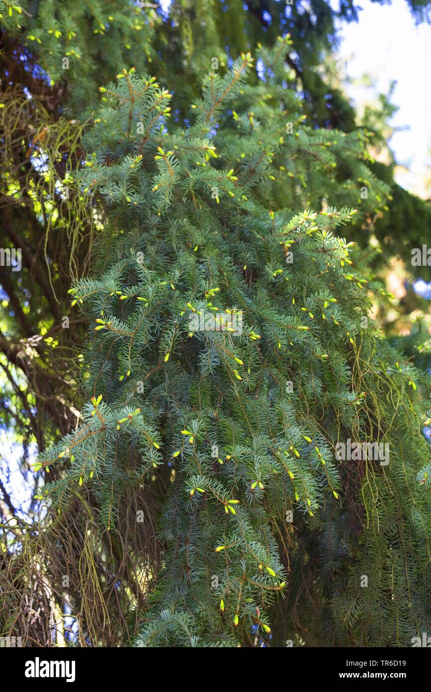 El serbio abeto rojo (Picea omorika), la aguja se dispara Foto de stock