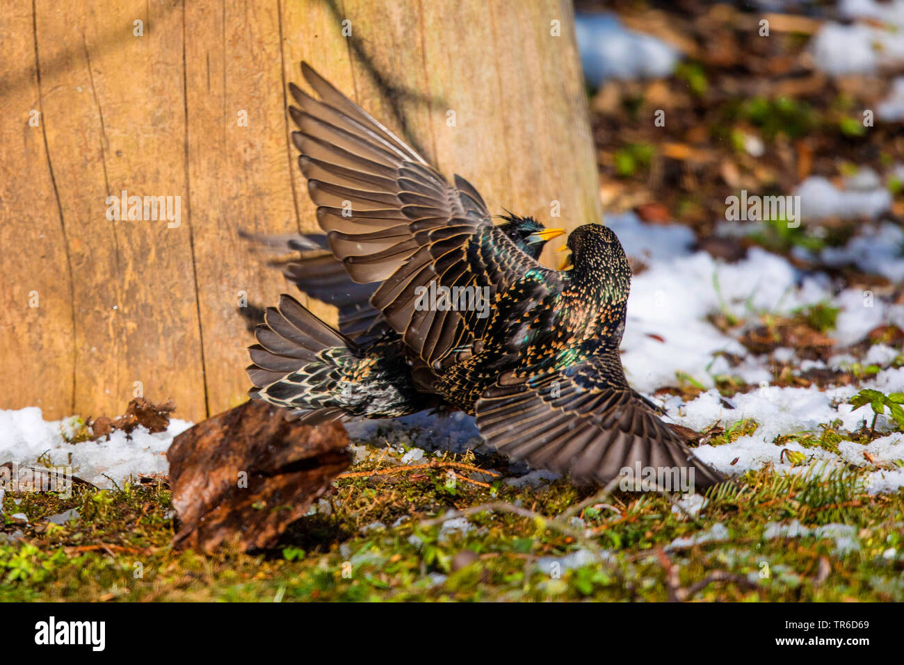 Estornino Pinto (Sturnus vulgaris), luchando contra los hombres, Alemania, Baviera Foto de stock