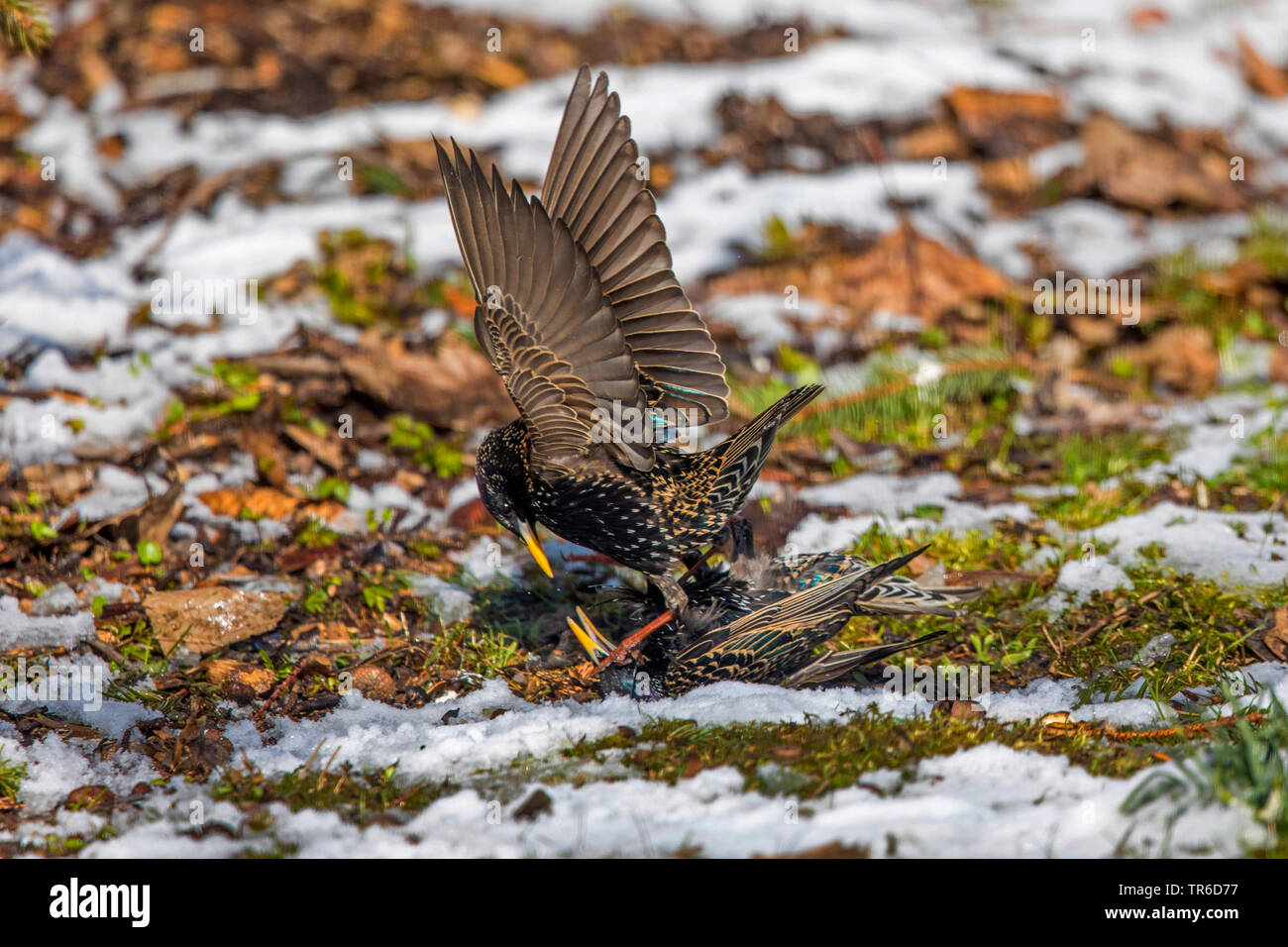 Estornino Pinto (Sturnus vulgaris), luchando contra los hombres, Alemania, Baviera Foto de stock