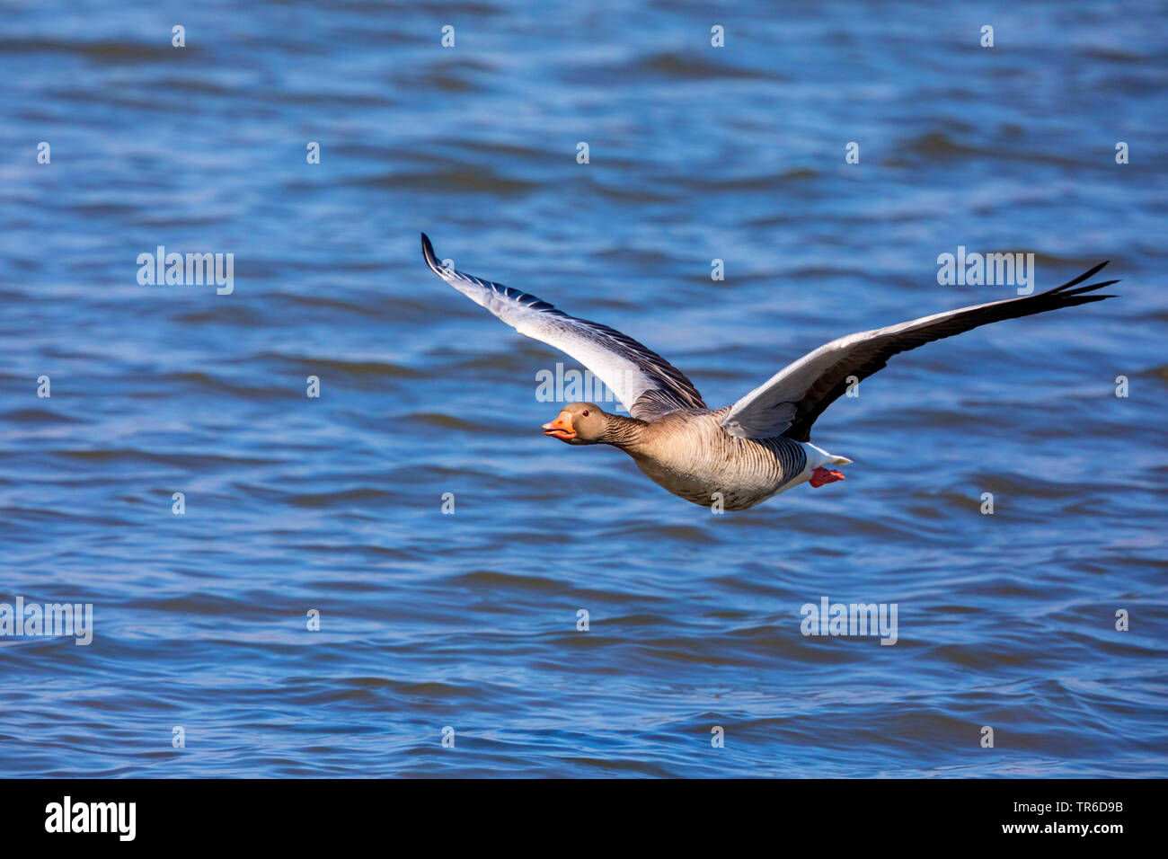 Graylag goose (Anser anser), Alemania, Baviera, el lago Chiemsee Foto de stock