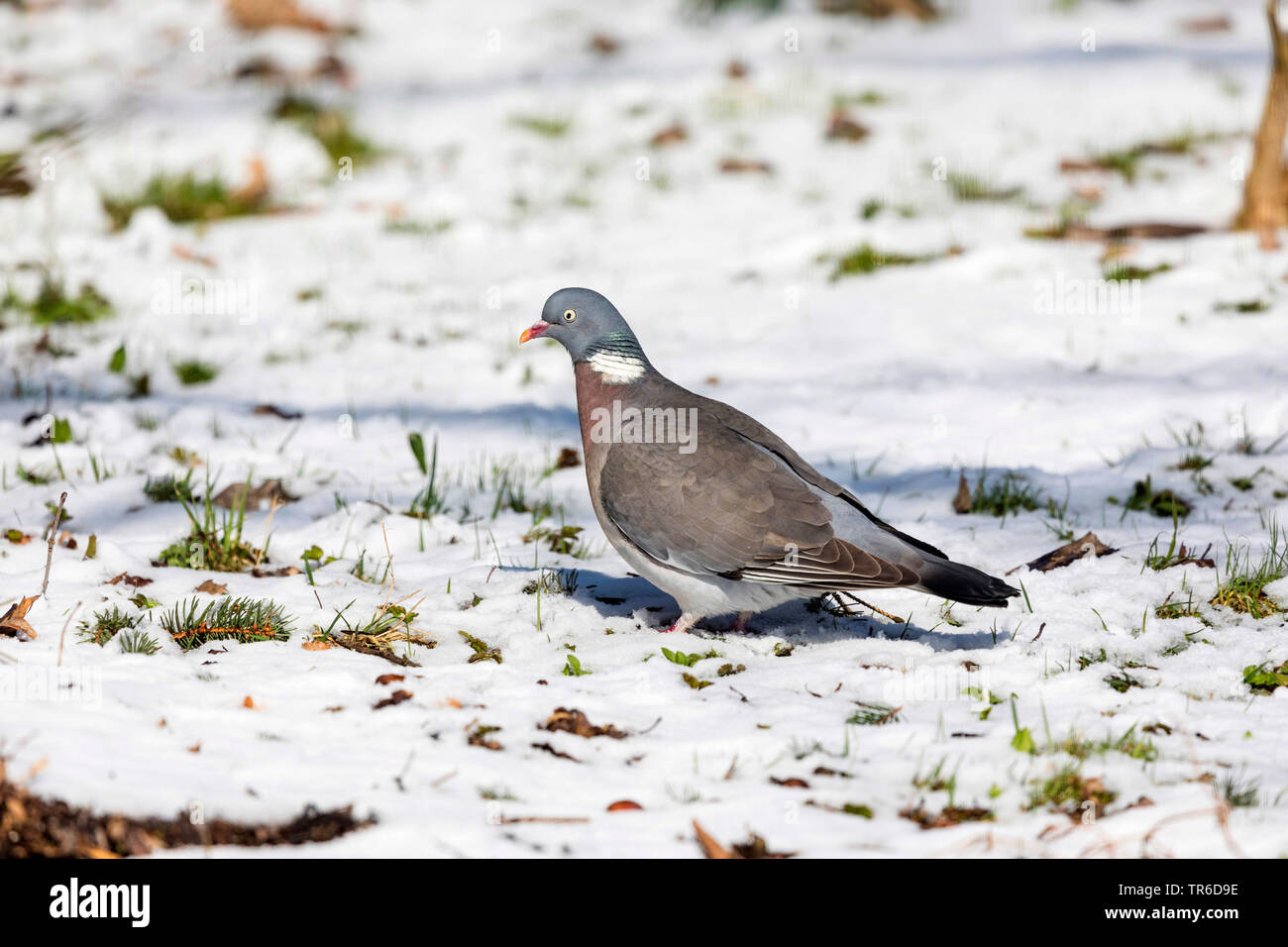 La paloma torcaz (Columba palumbus), en busca de alimento en la nieve, Alemania, Baviera, Isental Foto de stock