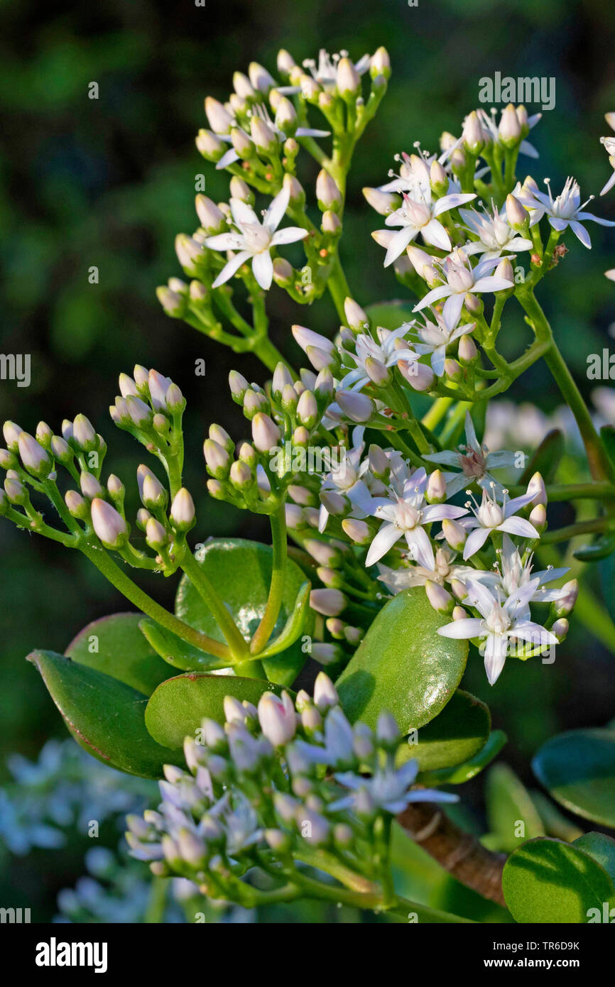 Planta de jade, jade, Dollar Tree Plant (Crassula ovata, Crassula argentea, Crassula obliqua, Crassula portulacea), flores Foto de stock