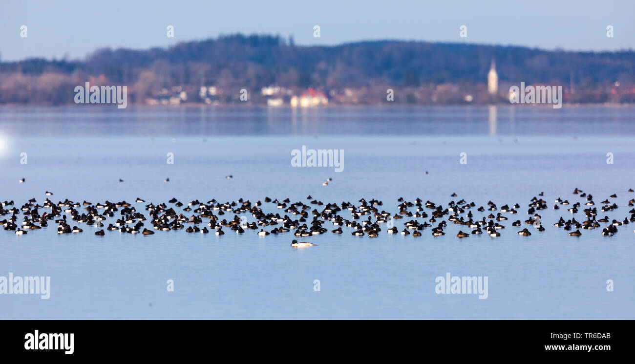 Tufted duck (Aythya fuligula), gran bandada en el lago Chiemsee, Alemania, Baviera, el lago Chiemsee Foto de stock