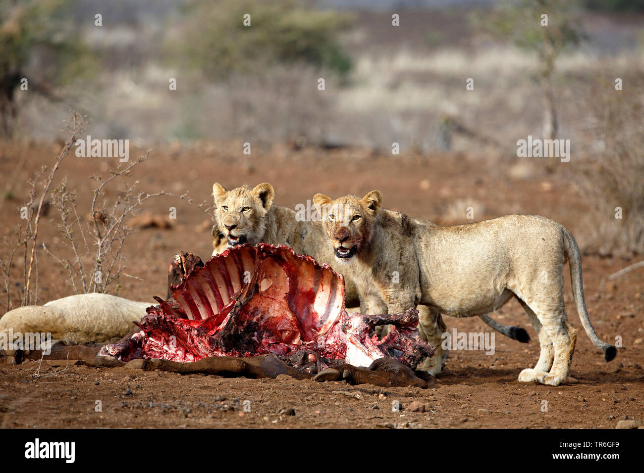 León (Panthera leo), grupo de pie en el matar, Sudáfrica, el Parque Nacional Krueger Foto de stock