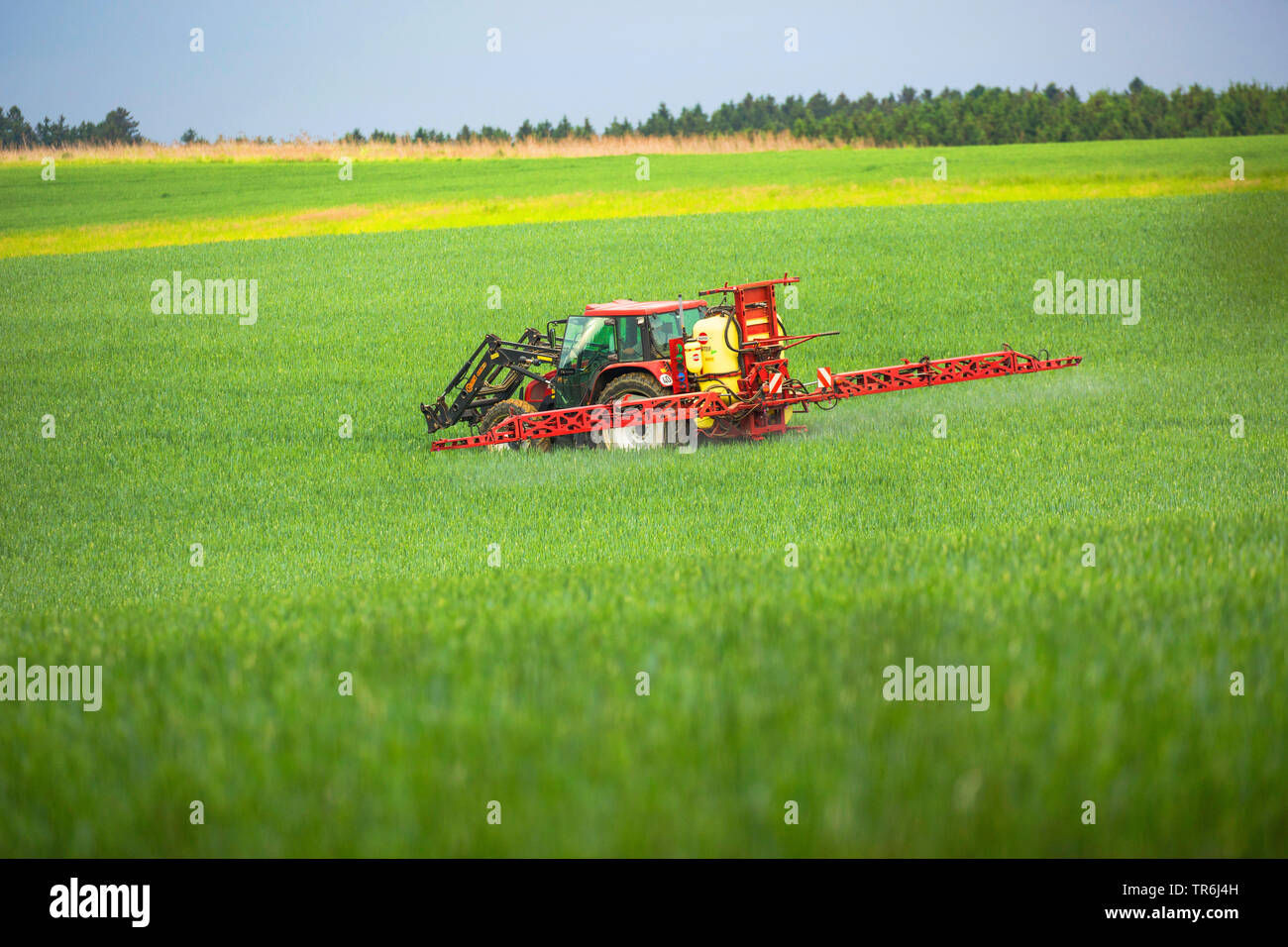 Pan de trigo, trigo cultivado (Triticum aestivum), tractor de aplicar pesticidas en un campo de trigo, Alemania, Baviera Foto de stock