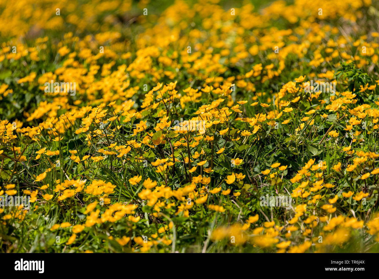 Hierba centella (Caltha palustris), población, Austria, Tirol Foto de stock