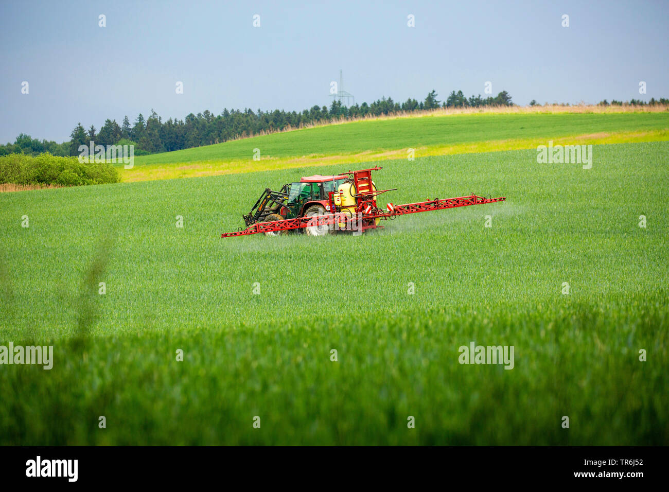 Pan de trigo, trigo cultivado (Triticum aestivum), tractor de aplicar pesticidas en un campo de trigo, Alemania, Baviera Foto de stock