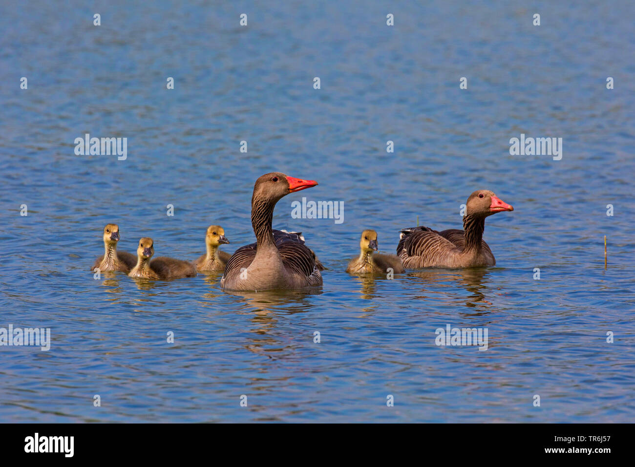 Graylag goose (Anser anser), emparejar con cinco goslings, Alemania, Baviera Foto de stock