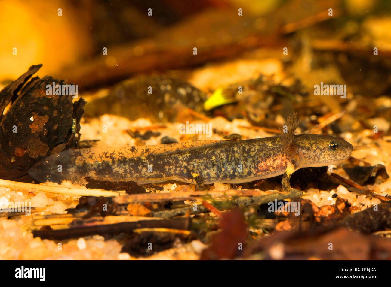 Unión fuego salamandra (Salamandra salamandra), larva justo antes del final de la metamorfosis, Alemania Foto de stock