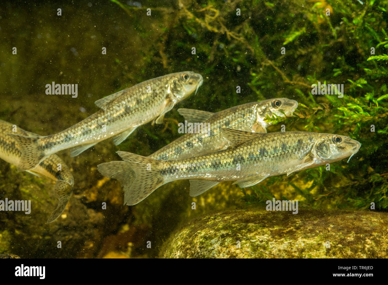 El muñón (Gobio gobio), poco shoal, Alemania Foto de stock