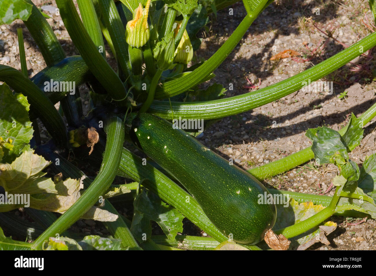Calabacín Calabacín (Cucurbita pepo var. giromontiia, Cucurbita pepo subsp. pepo convar. giromontiina), planta con fruta, Alemania Foto de stock