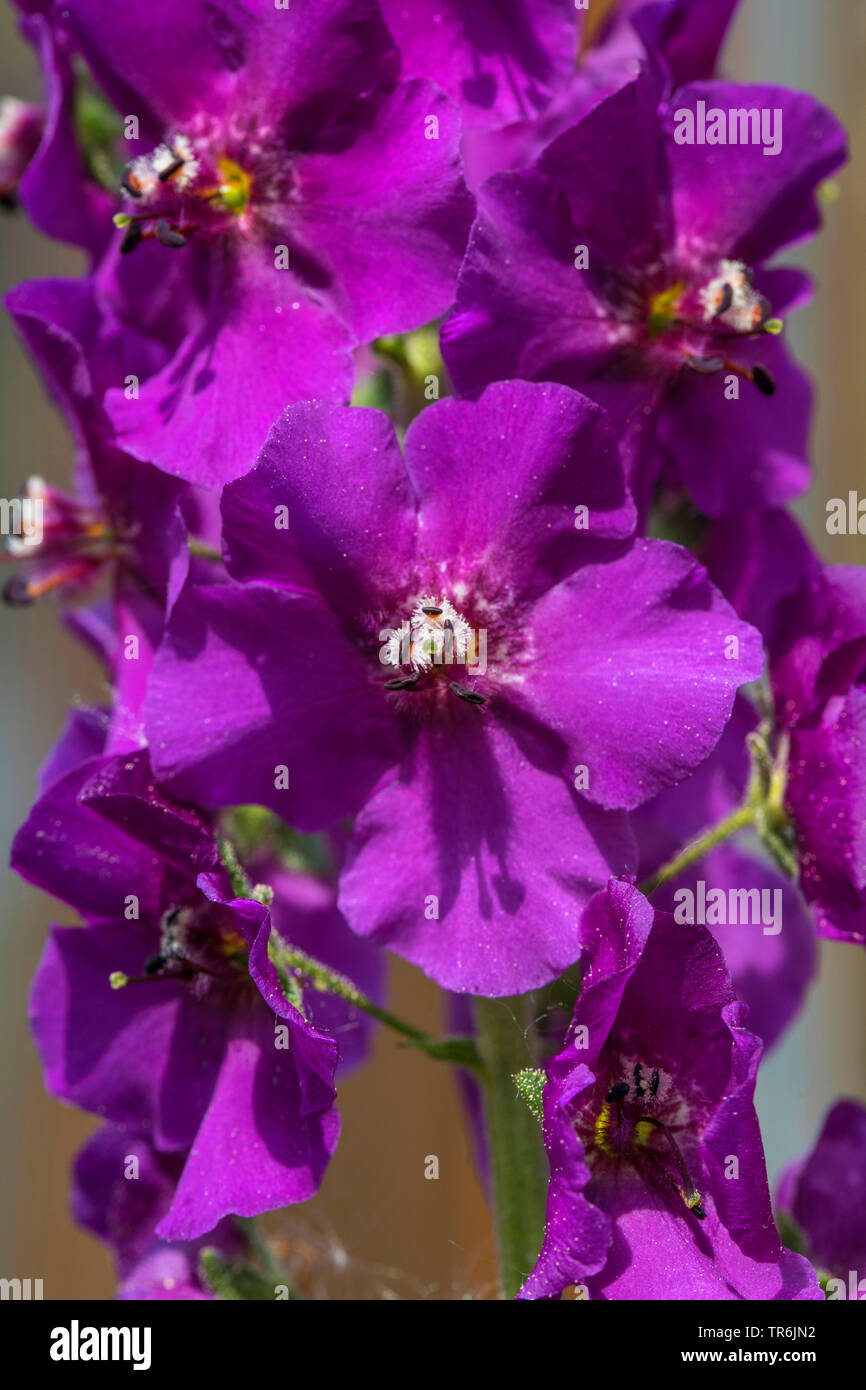 Púrpura, mullein (mullein Verbascum phoeniceum ornamentales), flores Foto de stock