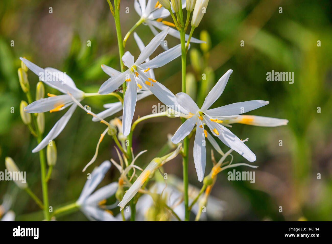 San Bernardo (Anthericum liliago de Lily), flor, Alemania, Baviera, Riemer ver Foto de stock