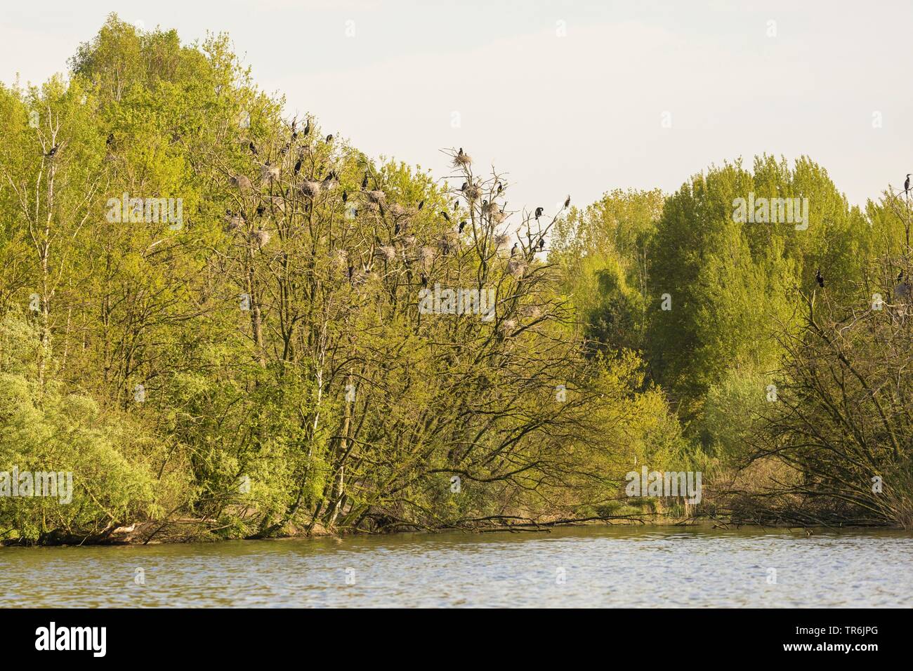 Cormorán grande (Phalacrocorax carbo), colonia en la orilla del lago, Alemania, Baviera, Brombachspeichersee Foto de stock