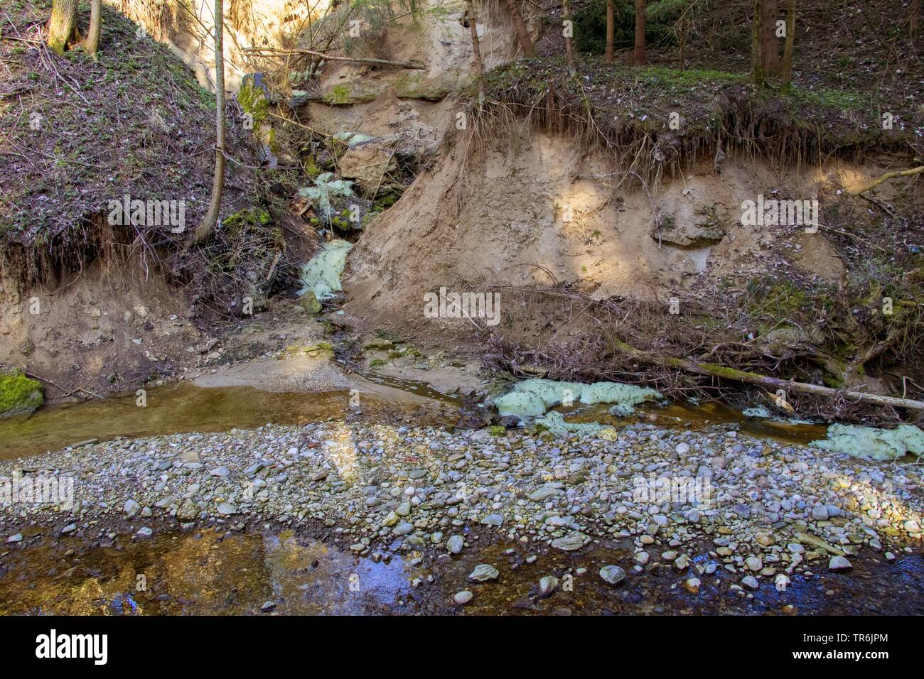 Vertidos ilegales de estiércol en un arroyo, Alemania, Baviera, Isental Foto de stock