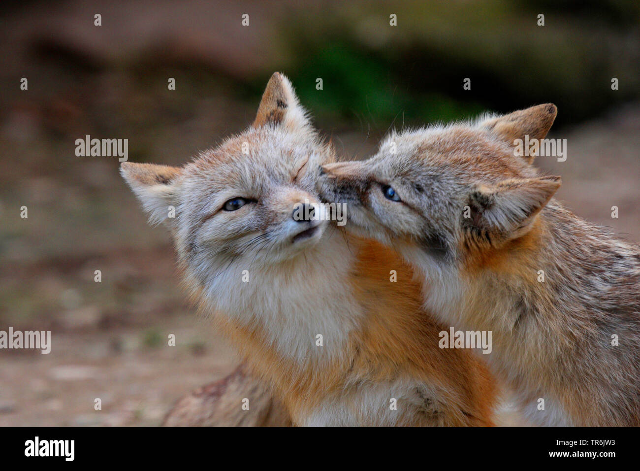 Swift, kit de FOX FOX (Vulpes velox), smooching Foto de stock
