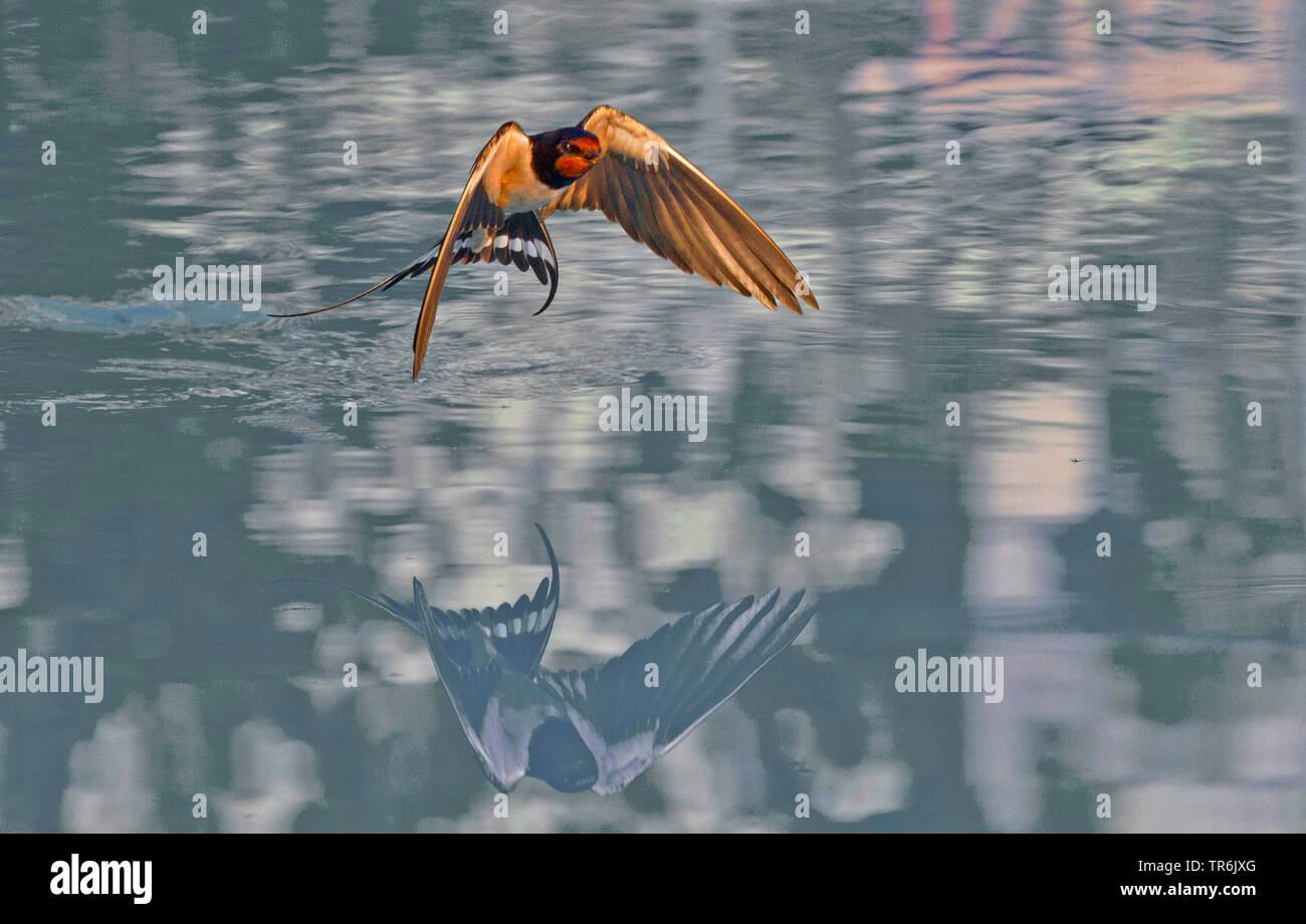 La golondrina común (Hirundo rustica), volando sobre la superficie del agua, caza, Croacia Foto de stock