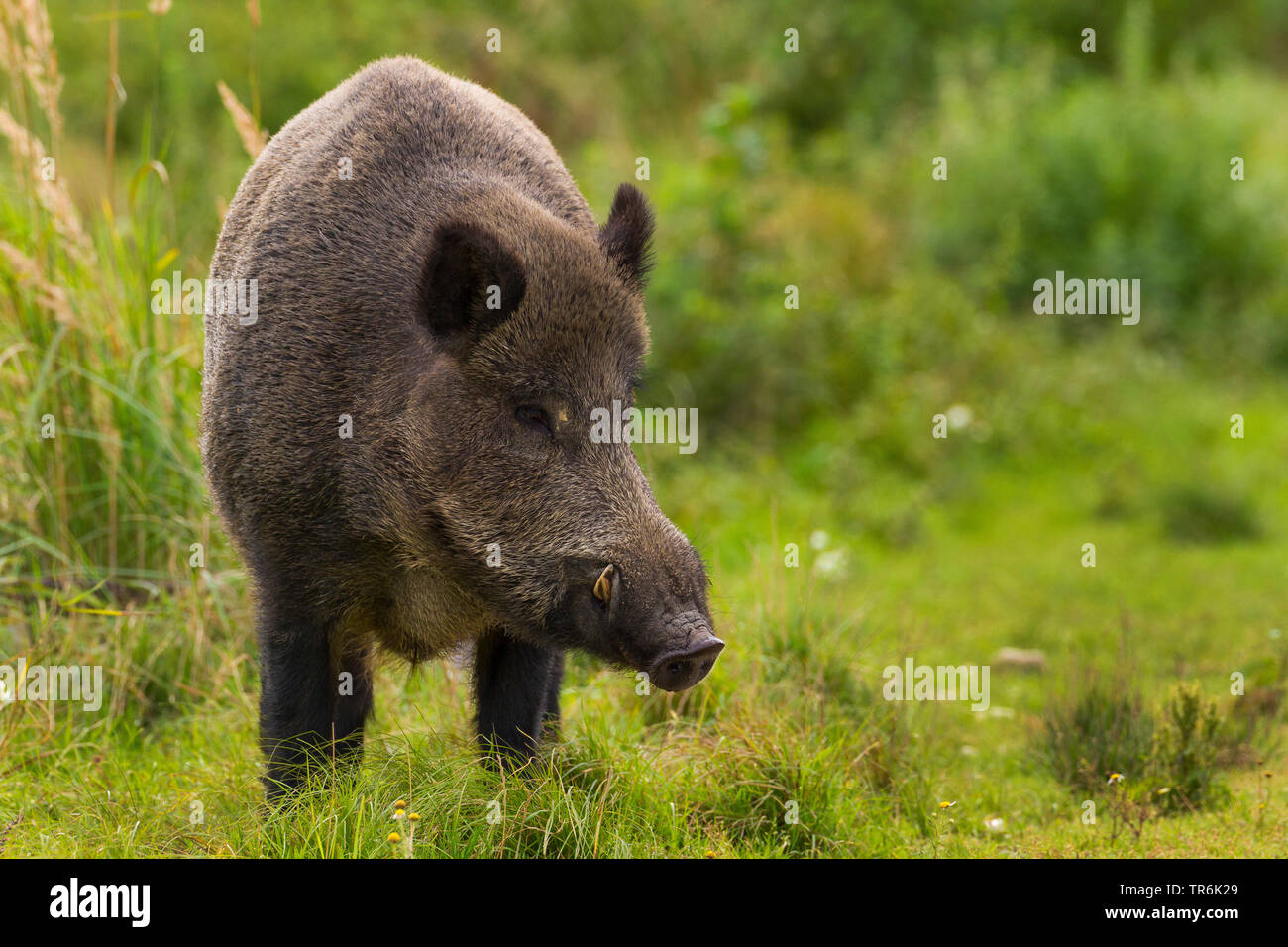 El jabalí, el cerdo, el jabalí (Sus scrofa), en un claro, Alemania Foto de stock