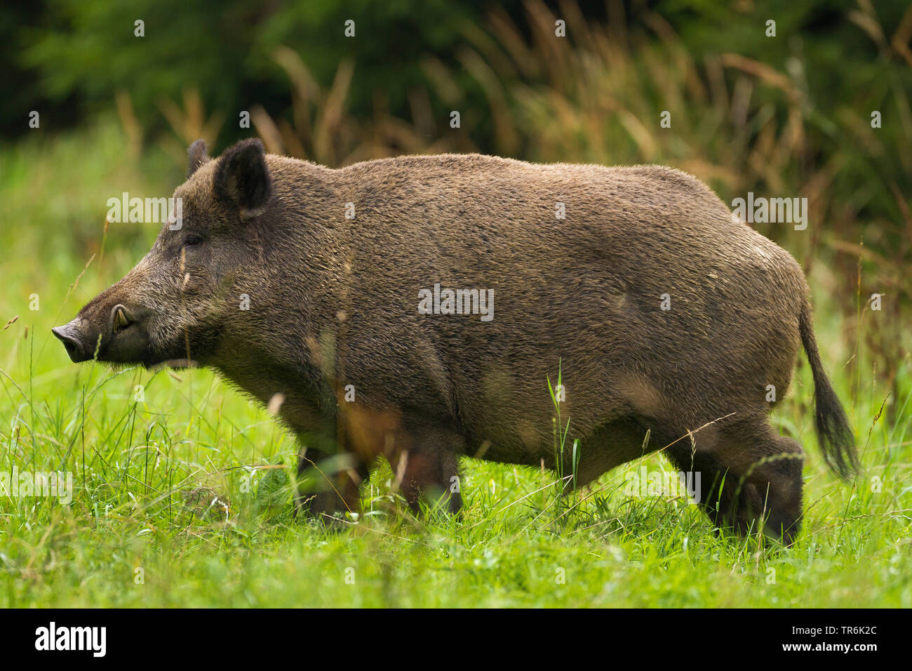 El jabalí, el cerdo, el jabalí (Sus scrofa), en medio de un prado, Alemania Foto de stock