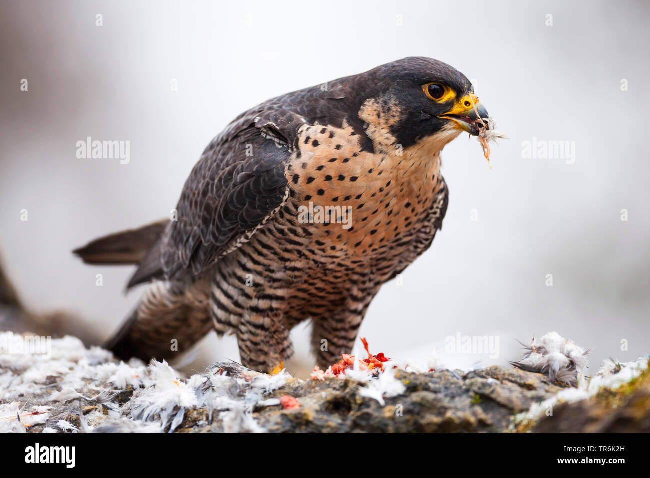 El halcón peregrino (Falco peregrinus), sentados en el suelo alimentando, Alemania Foto de stock