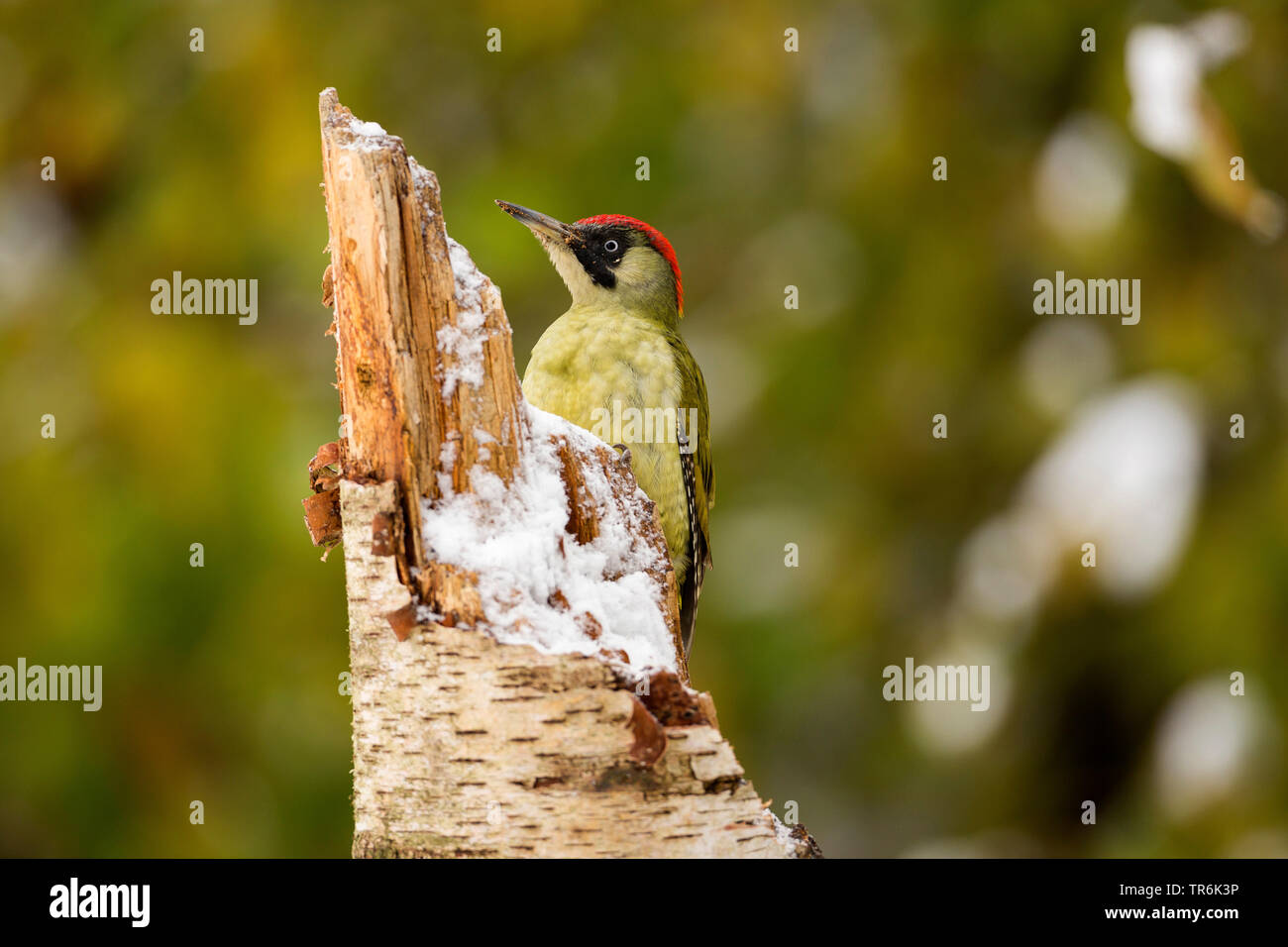 Pájaro carpintero verde (Picus viridis), sentado sobre un árbol snag en invierno, Alemania Foto de stock