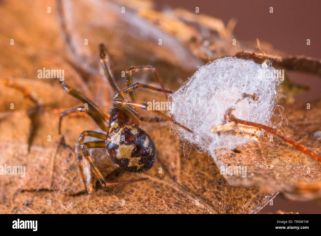 Peine-footed araña (Theridiidae), con capullo, Alemania, Baviera, Niederbayern, Baja Baviera Foto de stock
