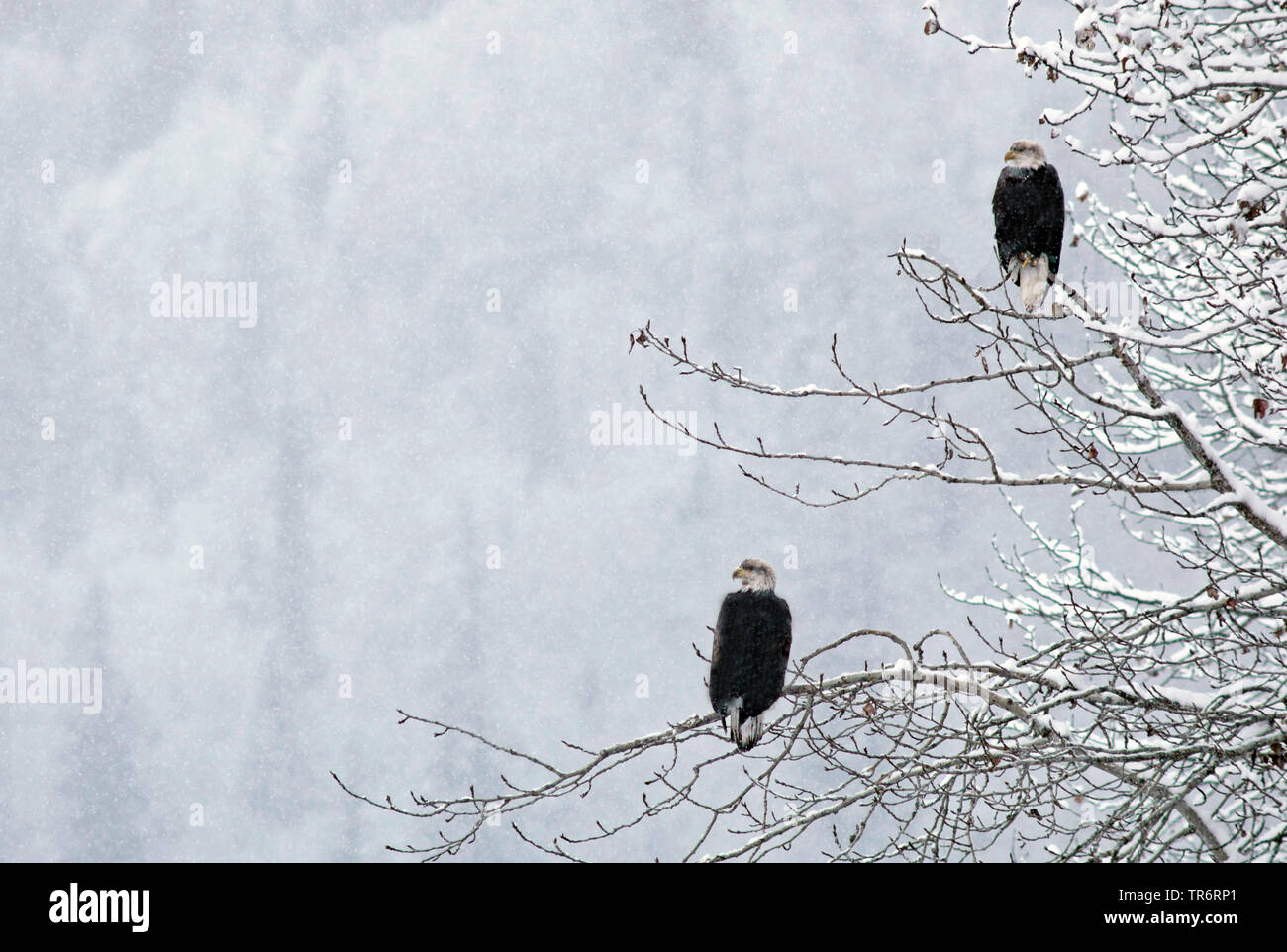 Dos águilas fotografías e imágenes de alta resolución - Alamy