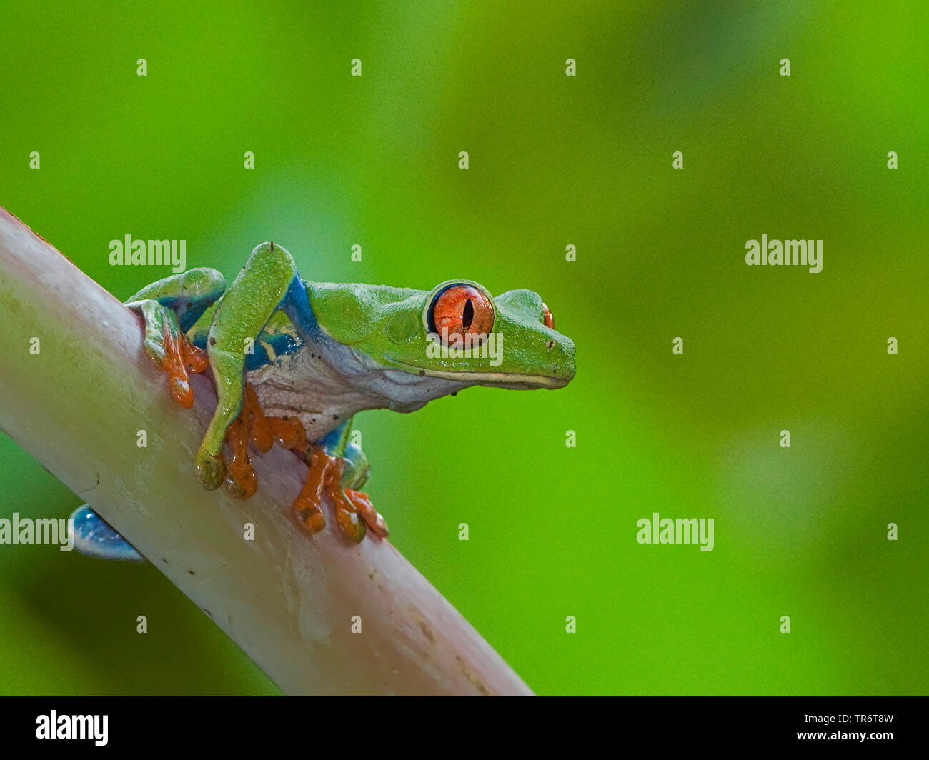 Red-eyed, treefrog redeyed treefrog, redeye treefrog, ojo rojo, rojo ojos treefrog (Agalychnis callidryas) de rana, Costa Rica Foto de stock