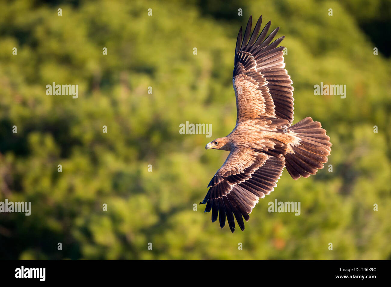 El águila imperial española, el águila imperial ibérica, el águila de San  Adalberto (Aquila adalberti), juvenil de aterrizaje, España Fotografía de  stock - Alamy