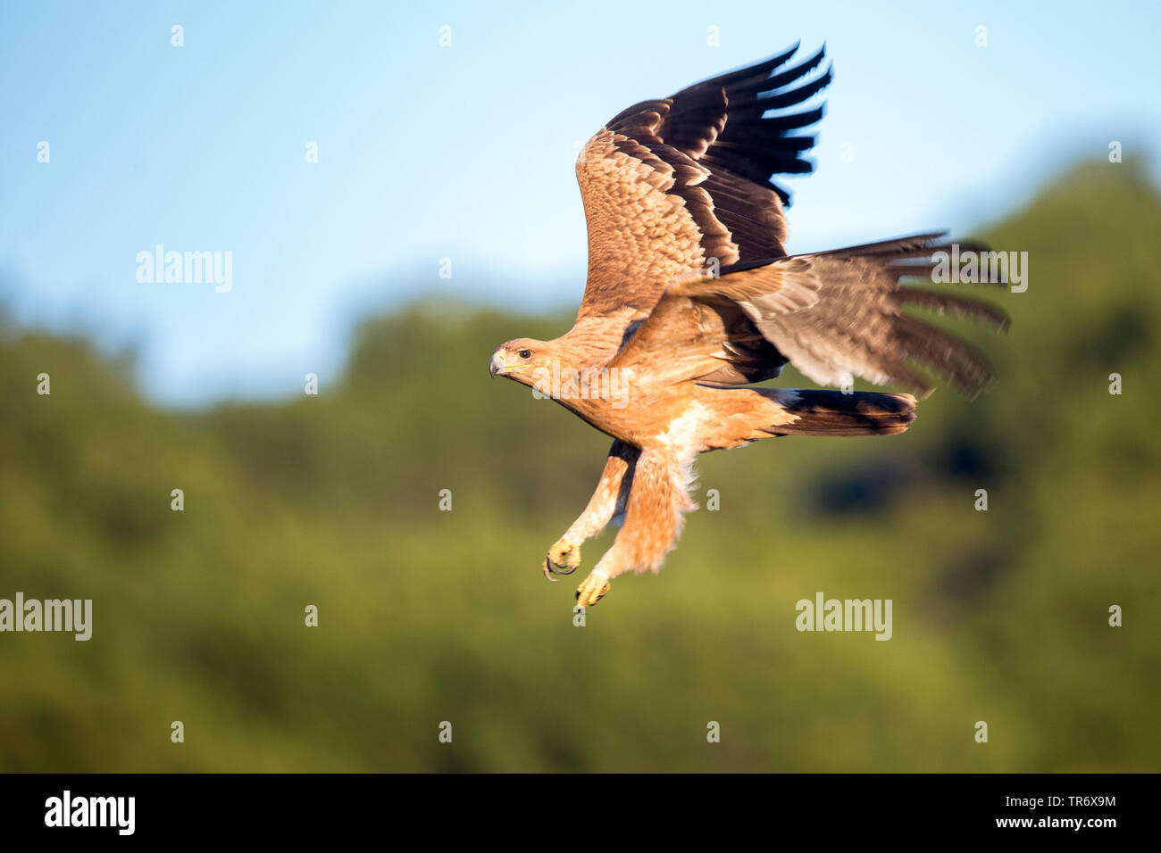 El águila imperial española, el águila imperial ibérica, el águila de San  Adalberto (Aquila adalberti), juvenil de aterrizaje, España Fotografía de  stock - Alamy