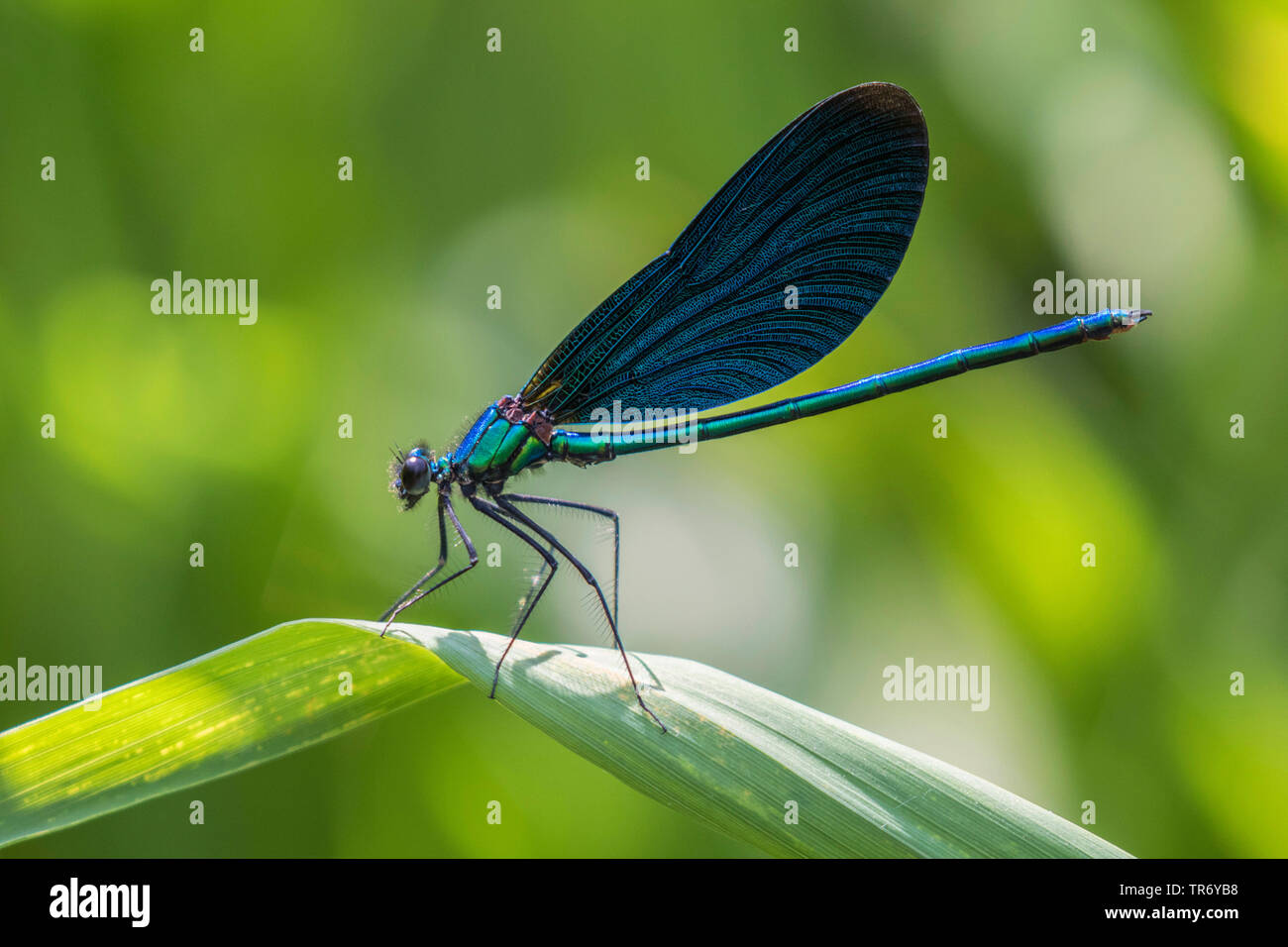 Demoiselle bluewing, Agrion (Calopteryx virgo), macho en una hoja, Alemania, Baviera Foto de stock