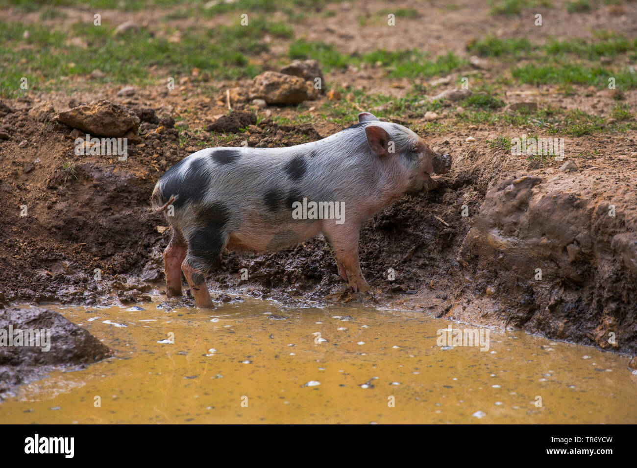 Los vietnamitas tan barrigones cerdo (Sus scrofa f. domestica), shoat revolcarse en el Foto de stock