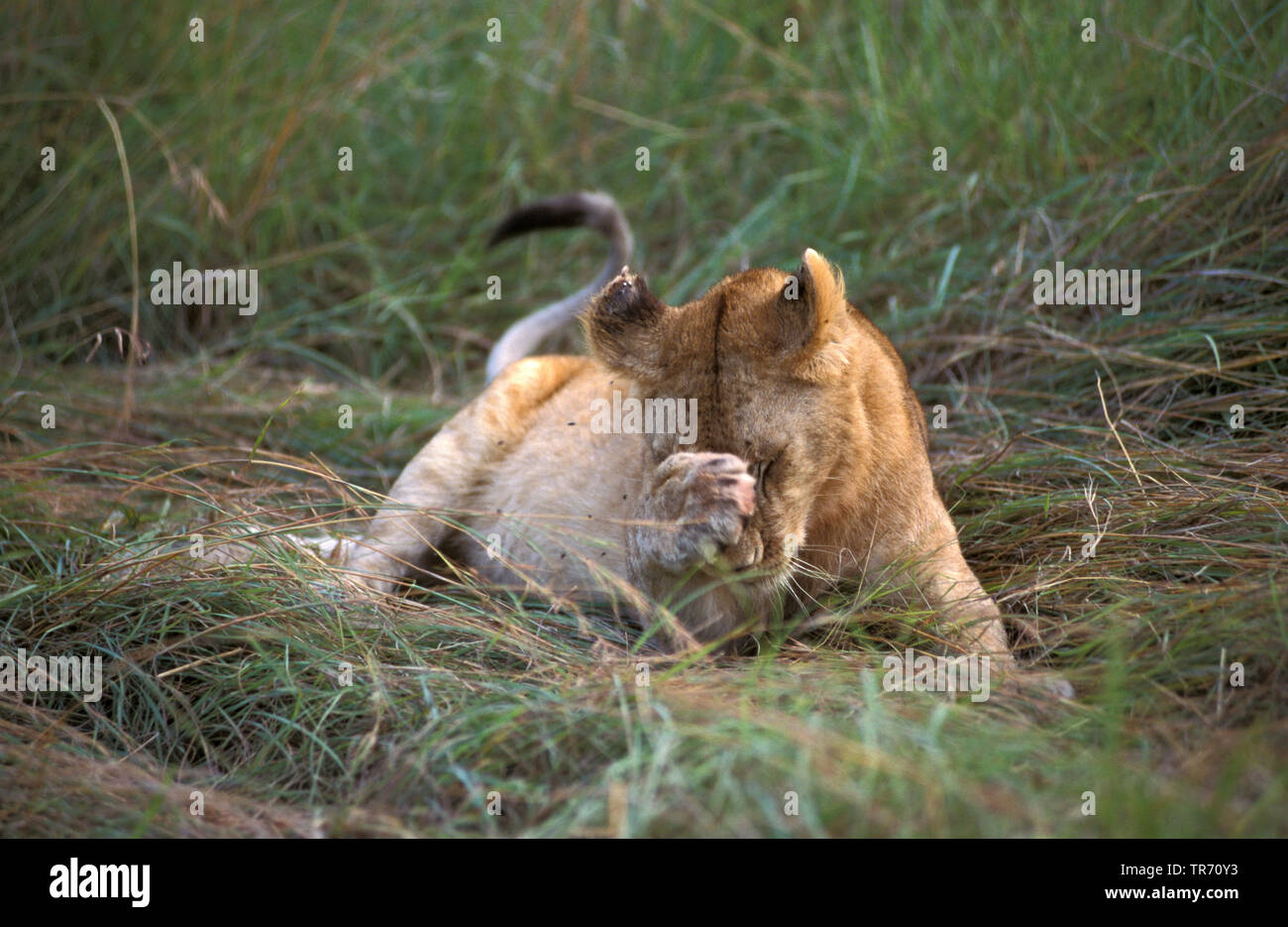 León (Panthera leo), León se sientan avergonzados, Kenia, Masai Mara National Park Foto de stock