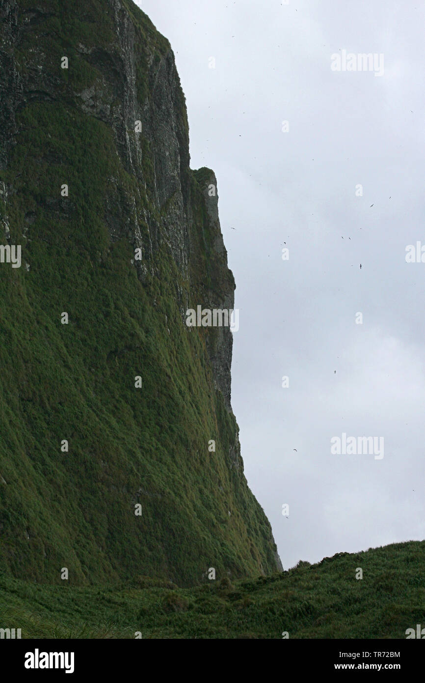 Escarpada acantilado en inaccesibles de la isla, Tristan da Cunha, la isla Inaccesible Foto de stock