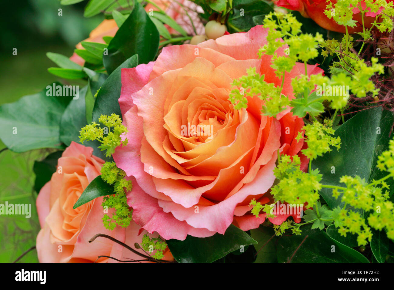 Ramo de flores con rosas rosas y ladys-manto Foto de stock
