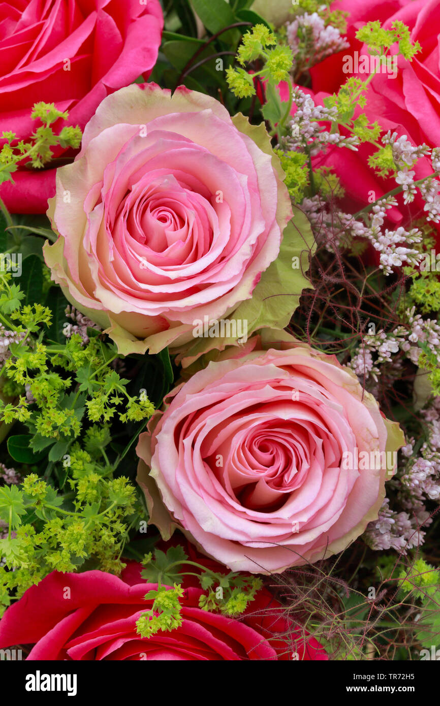 Ramo de flores con rosas rosas y ladys-manto Foto de stock