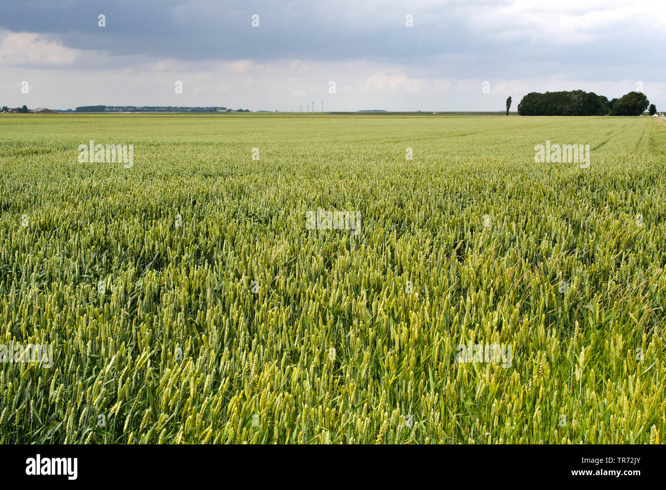 Campo de trigo, Carel Coenraadpolder, Noord-oost , Países Bajos Groningen, Groningen, Carel, Coenraadpolder Oldambt Foto de stock