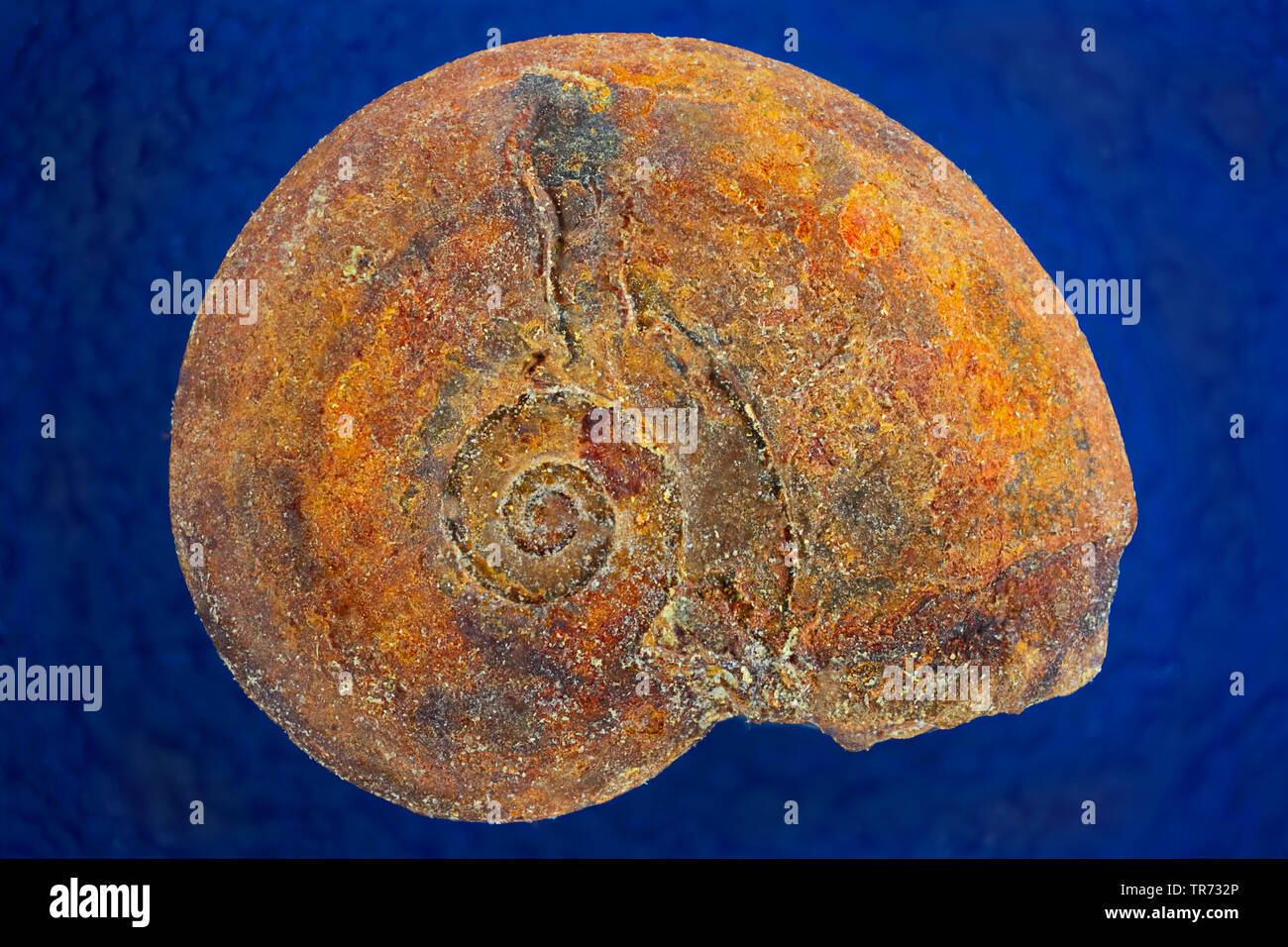 Ammonites (Ammonoidea), desde el sur de Francia, de ammonites fósil, Pyrit, Francia Foto de stock