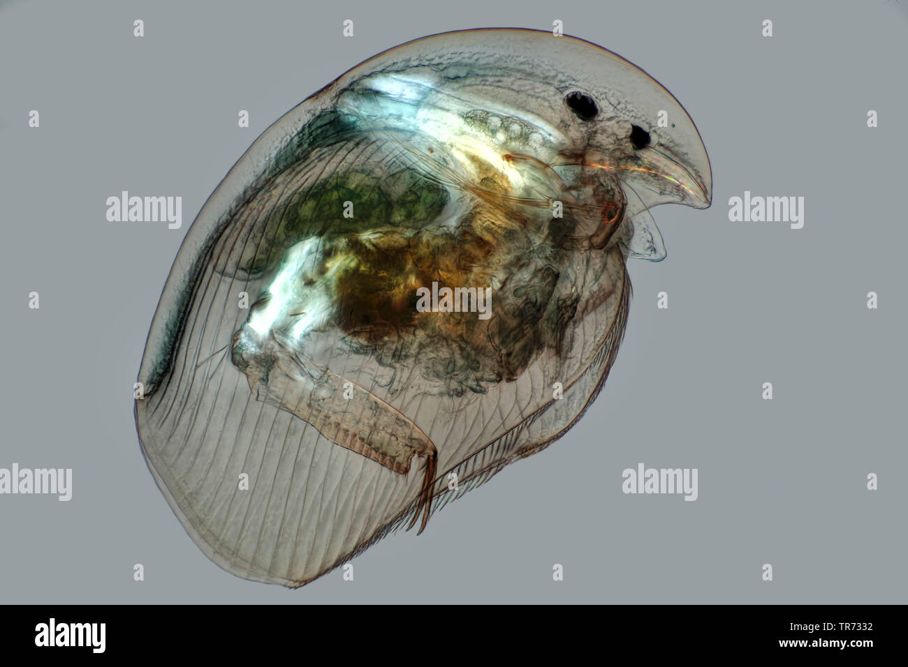 La pulga de agua común (Daphnia pulex), luz-imagen de campo con la polarización, la imagen microscópica, Alemania Foto de stock