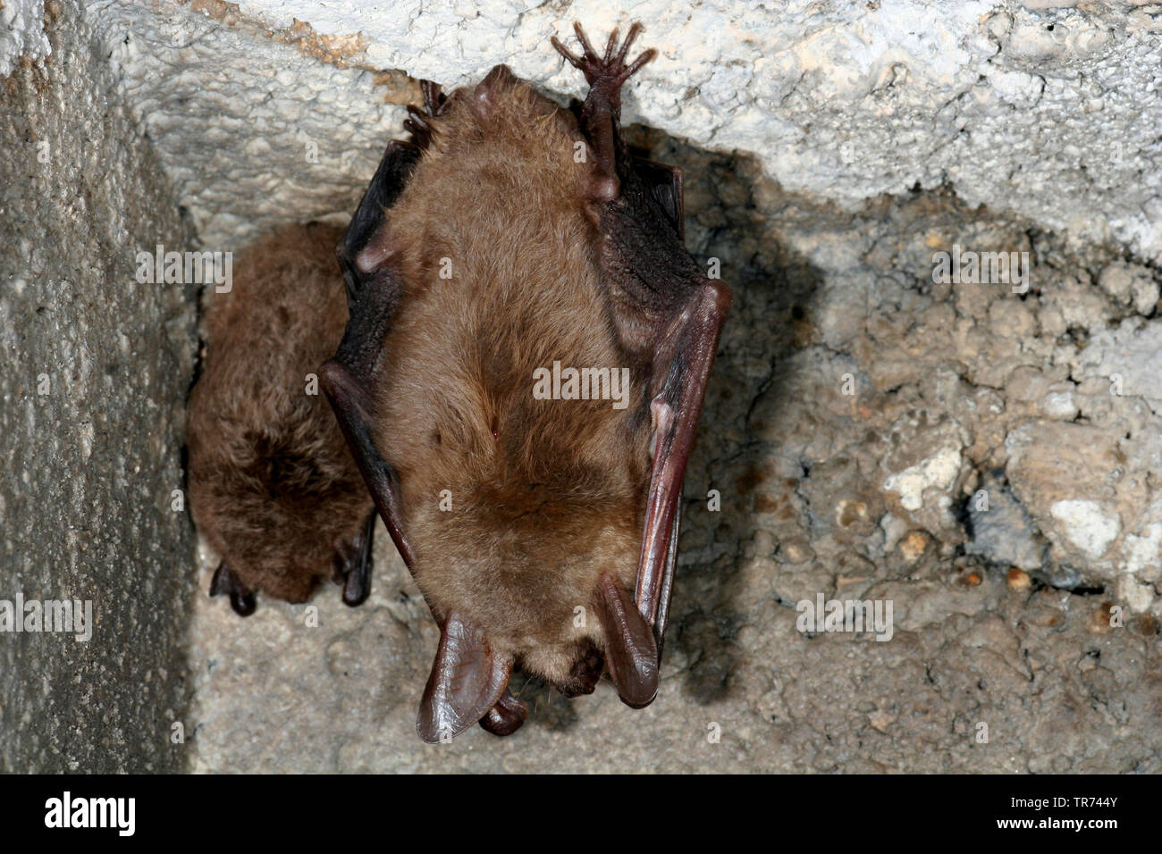 Mayor Ratón orejudo, Grandes Mouse-Eared bat (Myotis myotis), dos grandes  murciélagos Mouse-Eared colgando desbocado en una cueva, Alemania  Fotografía de stock - Alamy