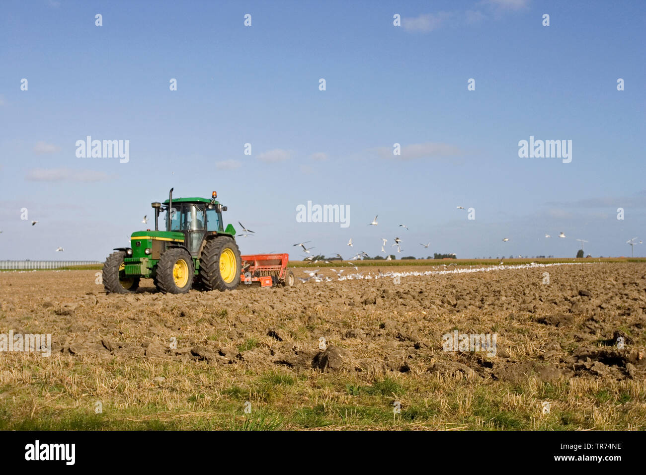 De cabeza negra (Larus ridibundus, Chroicocephalus ridibundus), el tractor en un terreno, seguidos por las gaviotas, Holanda, Frisia Foto de stock