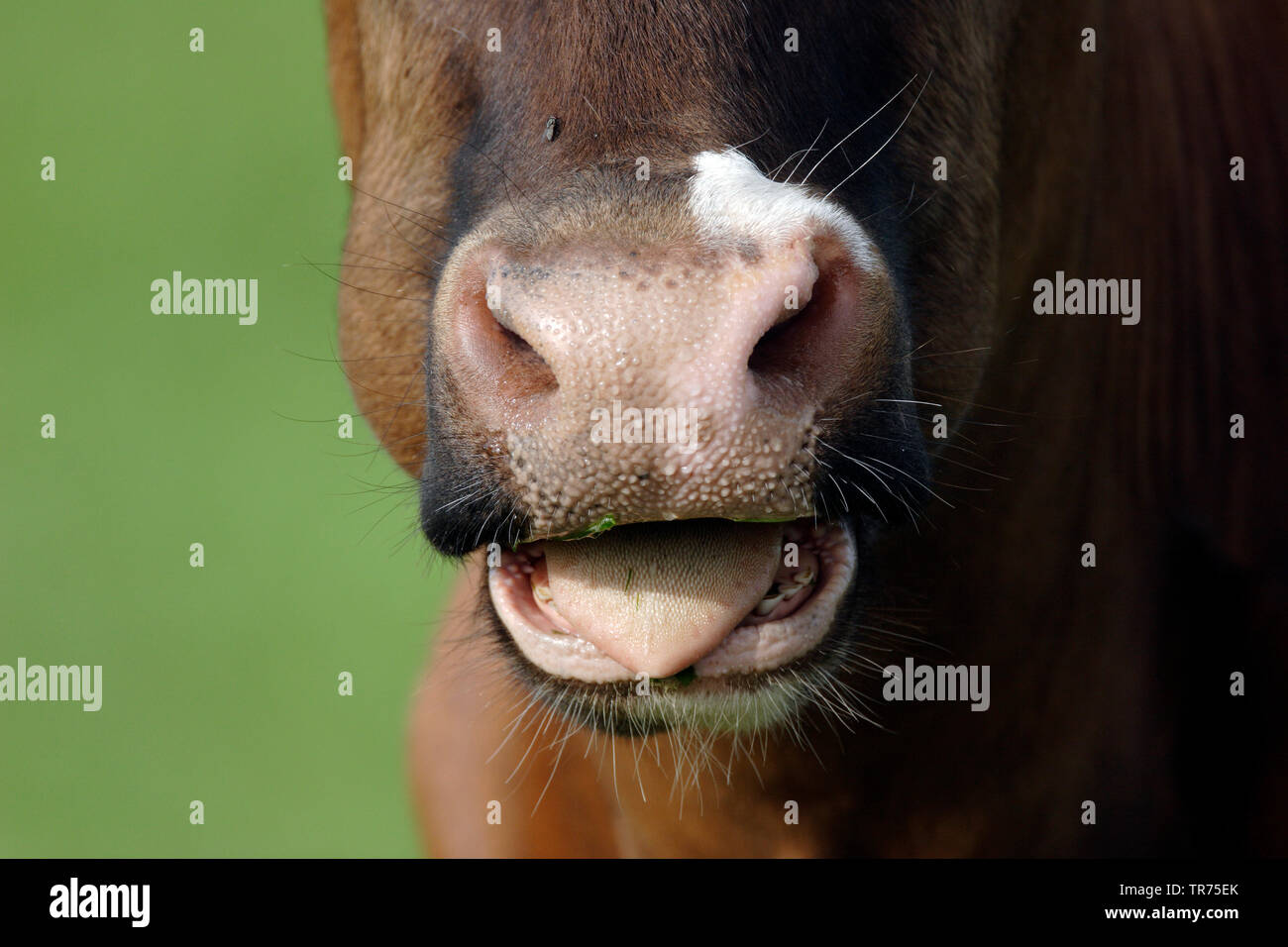 El ganado doméstico (Bos primigenius f. taurus), moviendo la lengua, Países Bajos Foto de stock