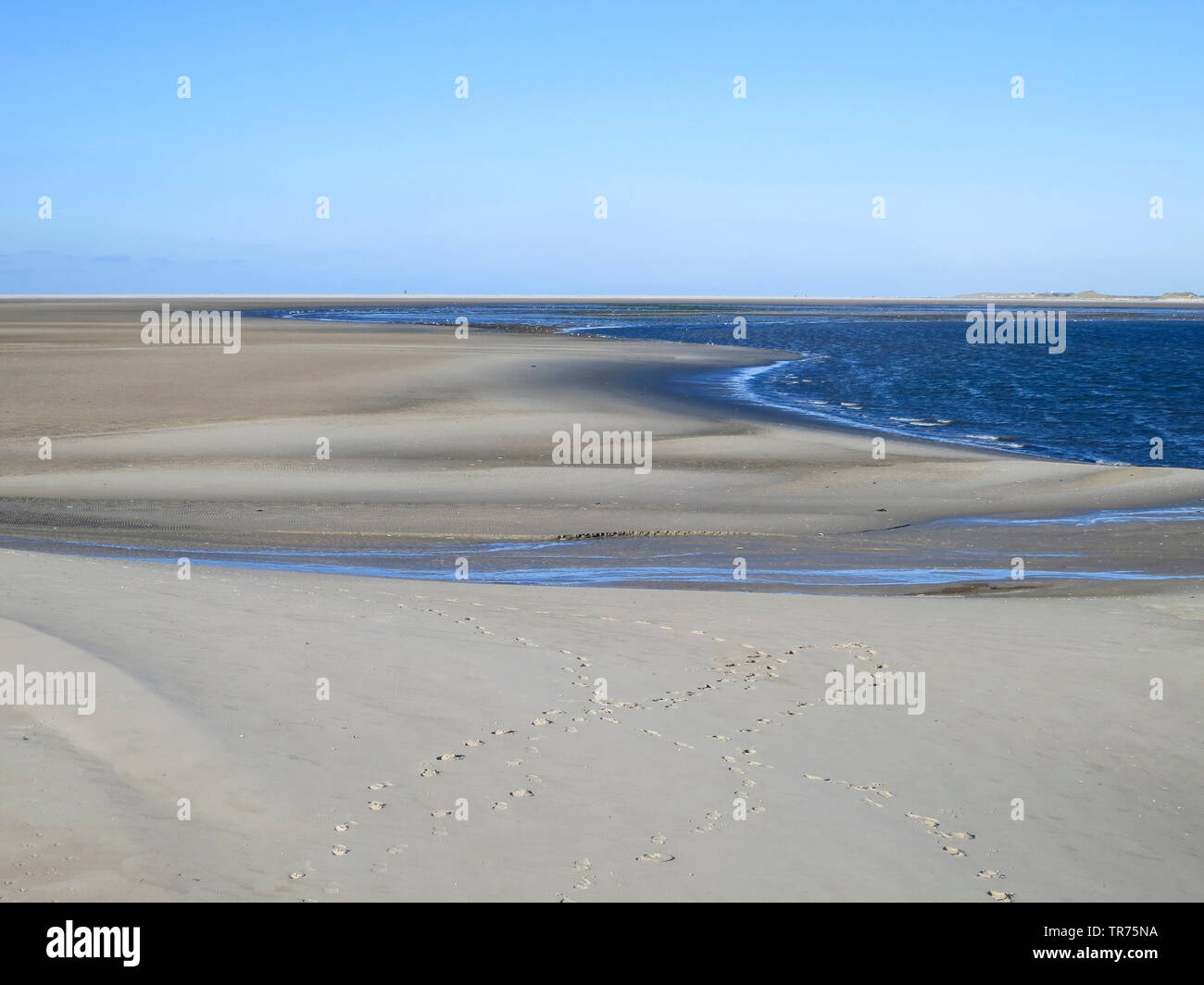 Playa con pistas de pie animal, Holanda, Frisia, Vlieland, Vliehors Foto de stock